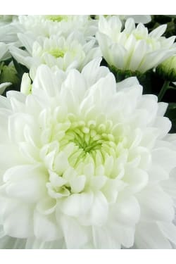 Stay Sweet Large Chrysanthemum - Standard