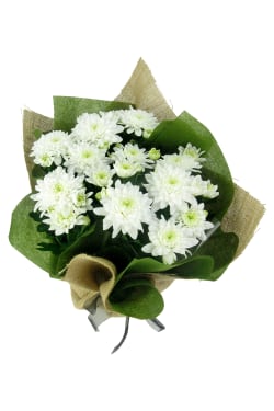 Stay Sweet Large Chrysanthemum - Standard