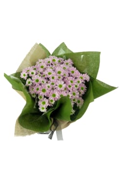 Pink Sweet Large Chrysanthemum - Standard