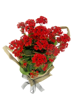 Red Kalanchoe In Hessian Bag - Standard