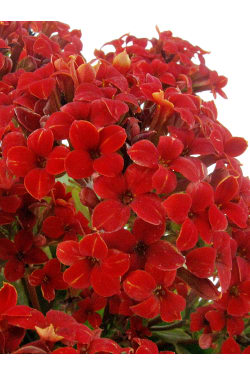Red Kalanchoe In Hessian Bag - Standard