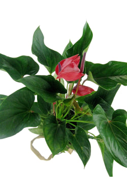 Alluring Anthurium Plant - Standard