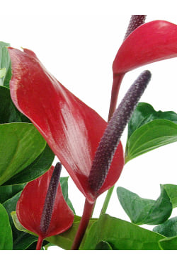 Alluring Anthurium Plant - Standard