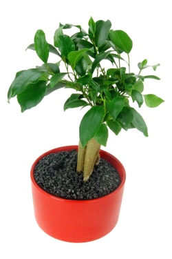 Fiscus Bonsai Red Cylinder - Standard