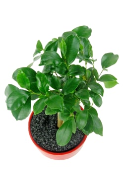 Fiscus Bonsai Red Cylinder - Standard