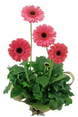 Glorious Gerbera Plant - Standard