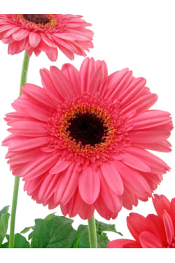 Glorious Gerbera Plant - Standard