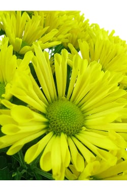 Yellow Chrysanthemum Tea Cup - Standard