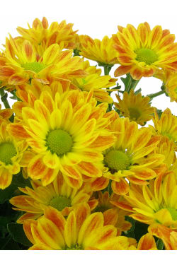 Orange Chrysanthemum Tea Cup - Standard