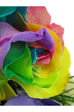Colourburst - Standard