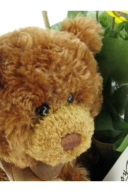 Beary Special - Standard