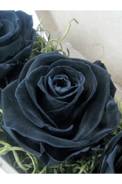 Neverending Roses - Standard