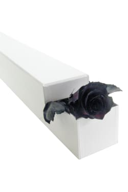 Rose Noire! - Standard