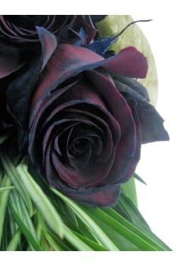 Nightfall Roses - Standard