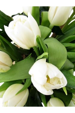 Heralds Of Spring - Standard