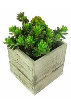 Juicy Jellybean Succulent - Standard