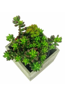 Juicy Jellybean Succulent - Standard