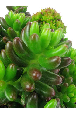 Juicy Jellybean Succulent - Standard