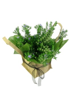 Perfect Pick Rosemary Plant - Standard