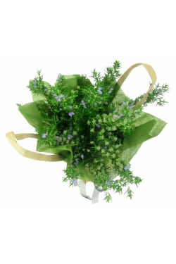 Perfect Pick Rosemary Plant - Standard