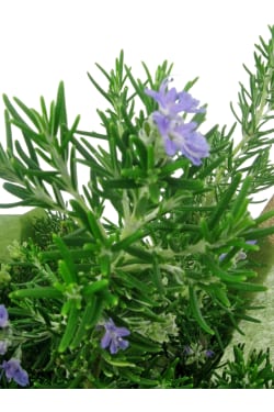 Perfect Pick Rosemary Plant - Standard