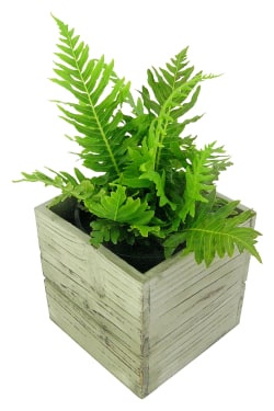 She's A Silver Lady Fern - Standard
