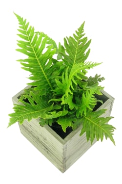 She's A Silver Lady Fern - Standard