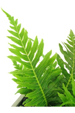 She's A Silver Lady Fern - Standard