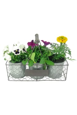 English Garden - Standard