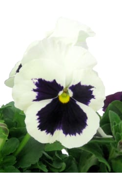 English Garden - Standard