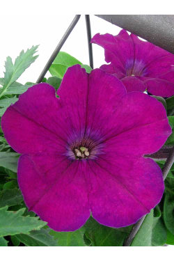 English Garden - Standard