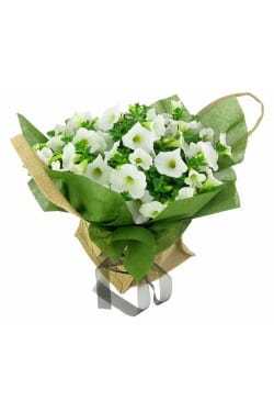 Plucky Petunia Plant - Standard