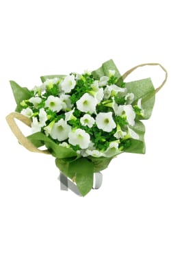 Plucky Petunia Plant - Standard