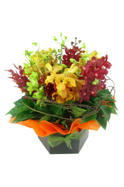 Orchid Garden - Standard