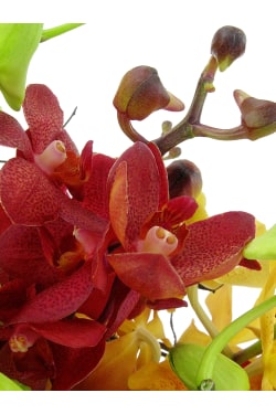 Orchid Garden - Standard