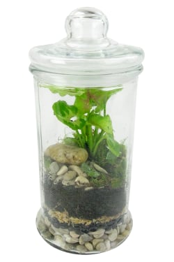 Terrarium - Tiny Tropic - Standard