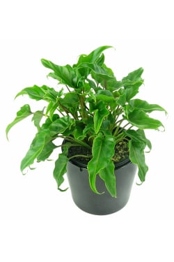 Fantastic Philodendron - Standard