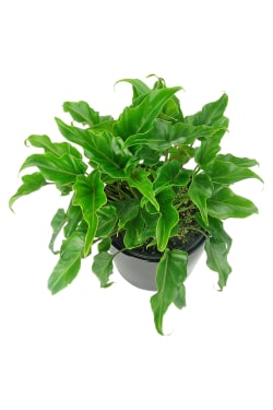 Fantastic Philodendron - Standard