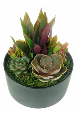 Modern Desert Succulent - Standard