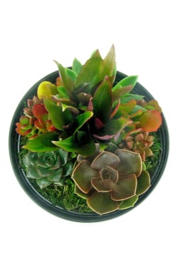 Modern Desert Succulent - Standard