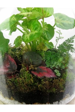 Tropical Forest Terrarium - Standard