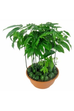 Magic Bean Potted Plant - Standard