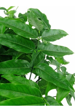 Magic Bean Potted Plant - Standard