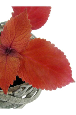 Crimson Coleus Plant - Standard