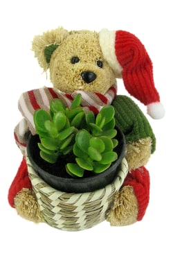 Very Beary Christmas - Standard