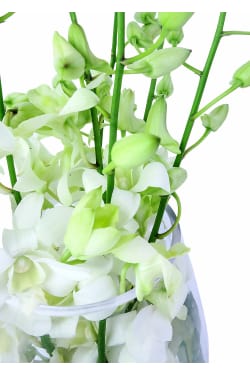 Elegant Orchids - Standard
