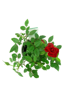 Rose Plant - Patterned Ceramic - Standard