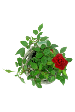 Rose In Cane Basket - Standard
