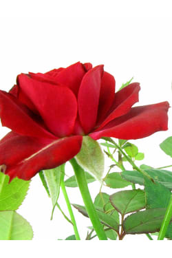 Red Ceramic Potted Rose - Standard