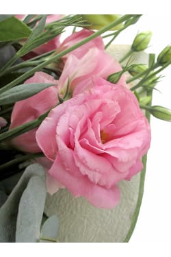 Pink Picture Perfect - Standard